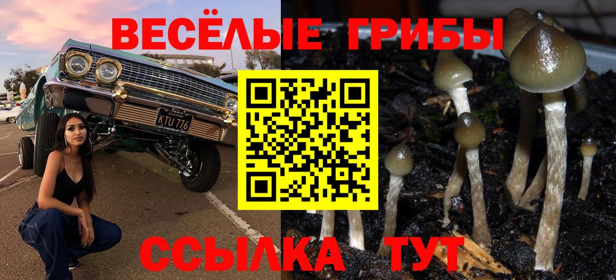 Псилоцибиновые грибы Psilocybe Борисоглебск